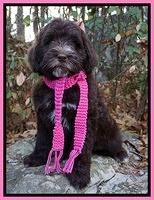 Laynie Camo pups 8 wks old 51