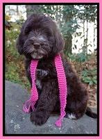 Laynie Camo pups 8 wks old 71