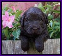 Laynie Camo pups 4 wks old 12100