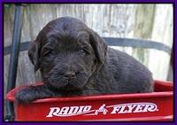 Laynie Camo pups 4 wks old 13100