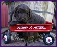 Laynie Camo pups 4 wks old 15100