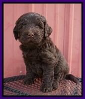 Laynie Camo pups 5 wks old181