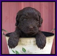 Laynie Camo pups 5 wks old191