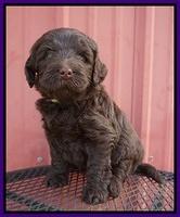 Laynie Camo pups 5 wks old201