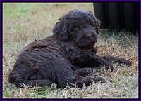Laynie Camo pups 6 wks old 201