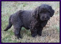 Laynie Camo pups 6 wks old 251