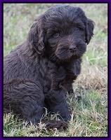 Laynie Camo pups 6 wks old 261