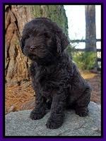 Laynie Camo pups 7 wks old 111