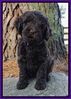 Laynie Camo pups 7 wks old 121