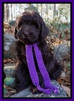 Laynie Camo pups 8 wks old 1072