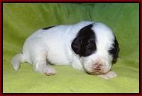 Laynie Camo pups 2 wks old 101