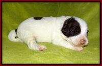 Laynie Camo pups 2 wks old 111
