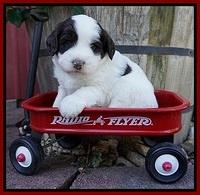 Laynie Camo pups 4 wks old 19100