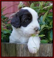 Laynie Camo pups 4 wks old 20100