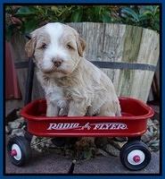 Laynie Camo pups 4 wks old 24100