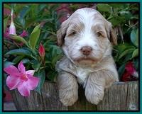 Laynie Camo pups 4 wks old 25100