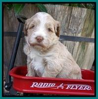 Laynie Camo pups 4 wks old 26100