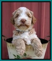 Laynie Camo pups 5 wks old151