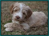 Laynie Camo pups 6 wks old 411