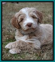 Laynie Camo pups 6 wks old 421