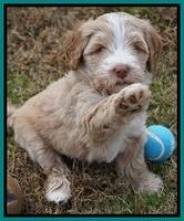 Laynie Camo pups 6 wks old 431