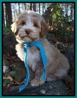Laynie Camo pups 8 wks old 1200