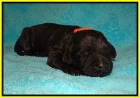 Laynie Camo pups 1 wk old121
