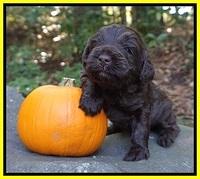 Laynie Camo pups 3 wks old 201