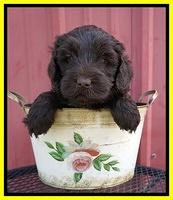 Laynie Camo pups 5 wks old291