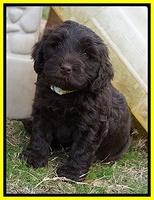Laynie Camo pups 6 wks old 351