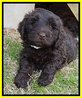 Laynie Camo pups 6 wks old 361