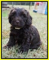 Laynie Camo pups 6 wks old 381