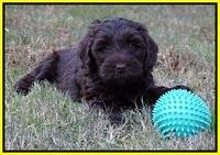Laynie Camo pups 6 wks old 391