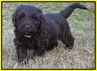 Laynie Camo pups 6 wks old 401