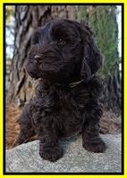 Laynie Camo pups 7 wks old 191