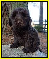 Laynie Camo pups 7 wks old 201