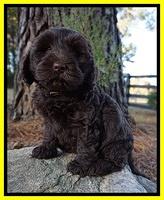 Laynie Camo pups 7 wks old 211
