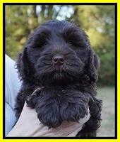 Laynie Camo pups 7 wks old 231