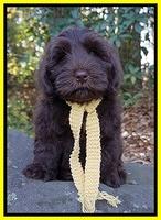 Laynie Camo pups 8 wks old 172