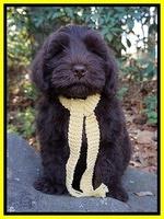 Laynie Camo pups 8 wks old 272