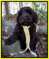 Laynie Camo pups 8 wks old 472