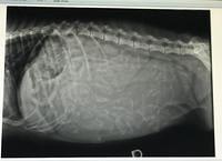 Layne Camo preg xrays 10 1 19