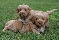 Laynie Benx pups 5 wks old 331