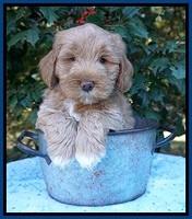 Laynie Benz pups 6 wks old 31