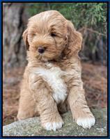 Laynie Benz pups 7 wks old 21