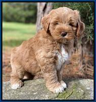 Laynie Benz pups 7 wks old 61