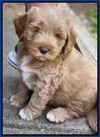 Laynie Benz pups 7 wks old 71