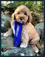 Laynie Benz pups 8 wks old 192