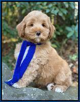 Laynie Benz pups 8 wks old 492