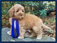 Laynie Benz pups 8 wks old 592